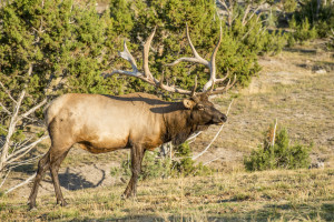 bigstock-Bull-Elk-50928281